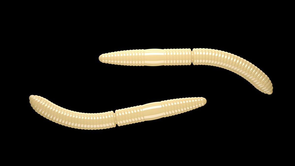 Fatty D'Worm 005 CHEESE.jpg